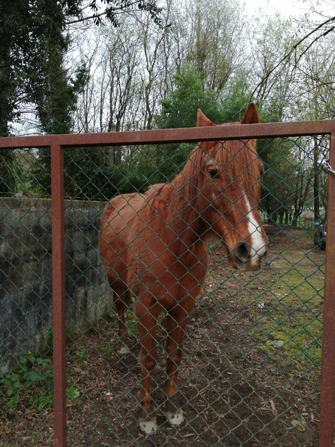 Casa Do Moinho Rural Campo E Praia , 9 Pessoas, Animais Benvindos Espinho  Extérieur photo