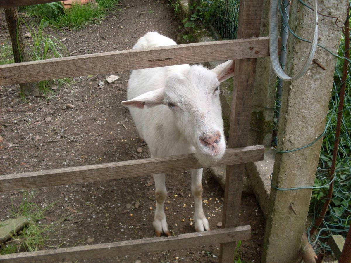 Casa Do Moinho Rural Campo E Praia , 9 Pessoas, Animais Benvindos Espinho  Extérieur photo